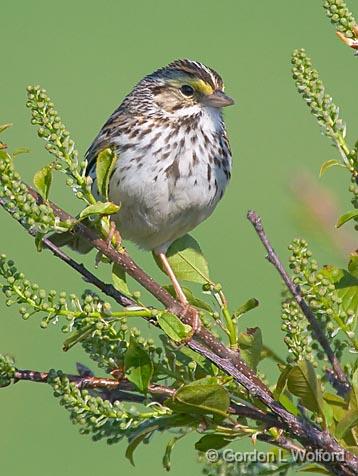 Savannah Sparrow_48433.jpg - Savannah Sparrow (Passerculus sandwichensis)Photographed near Ottawa, Ontario - the Capital of Canada.